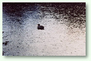Duck and Raindrops - Upper Ponds