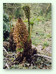 Young Gunnera