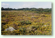 Main Dale SSSI in autumn