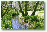 Stream at Tregarne Mill