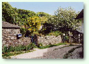 Blossom at Trevalsoe